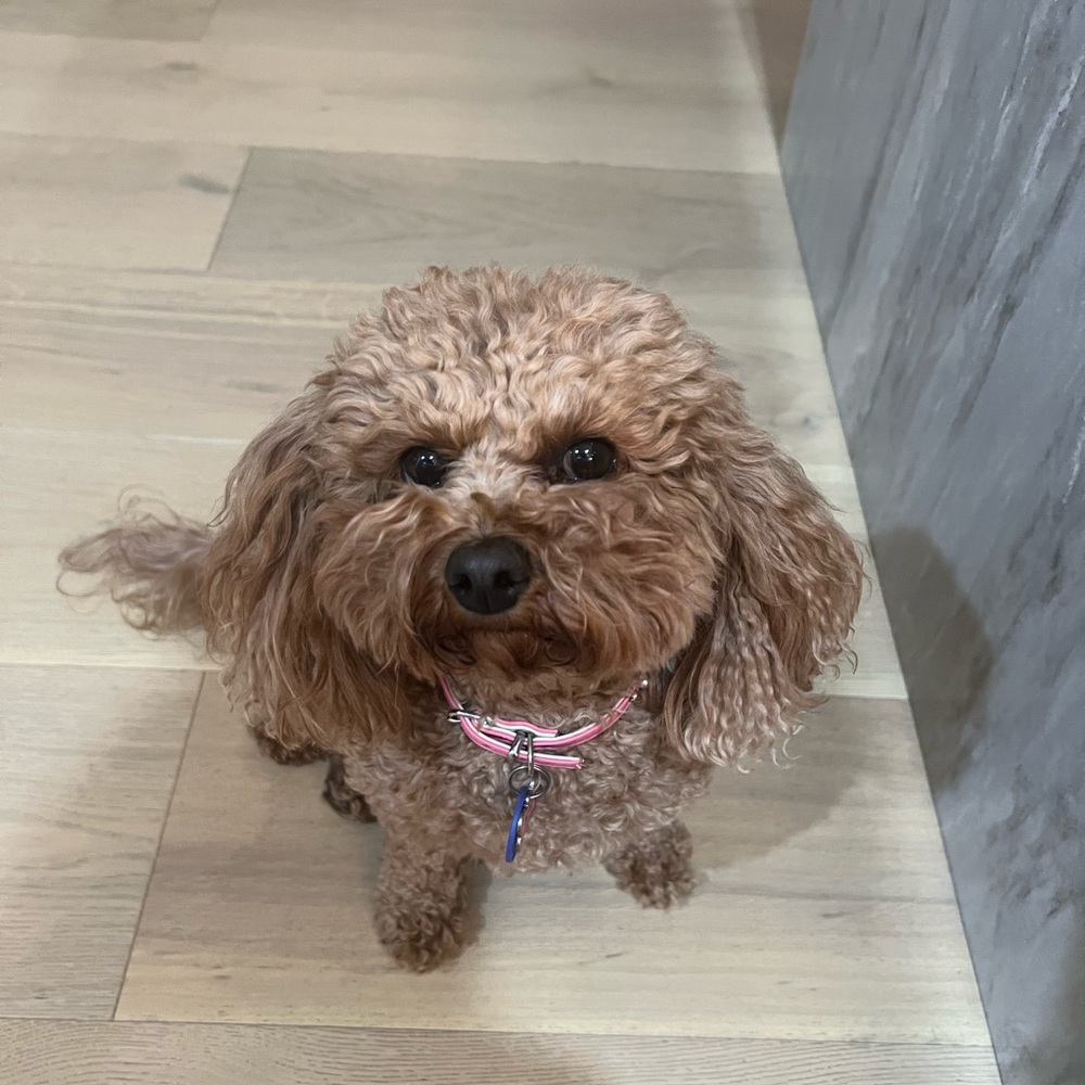 rlly cute cavapoo dog